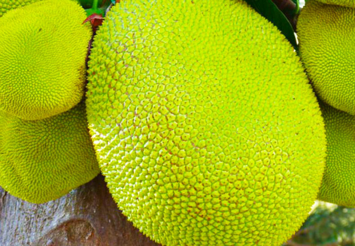 Le fruit jacquier, un fruit exotique traditionnel à découvrir au Vietnam